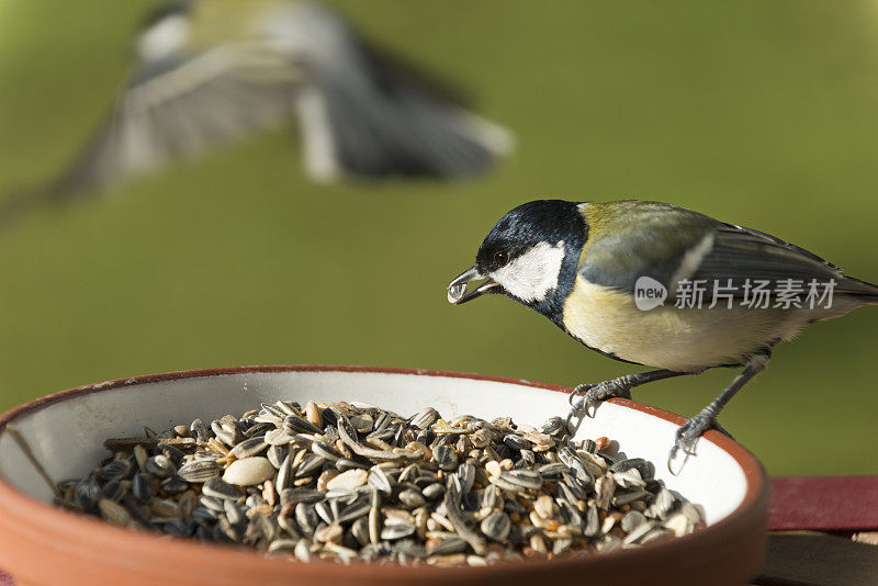 大山雀[Parus major](图片大小XXXL)